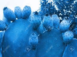 Native to the arid south, prickly pear is an easily distinguishable plant. Prickly Pear Cactus With Lots Of Edible Ripe Fruits In Trendy Stock Photo Picture And Royalty Free Image Image 135896090