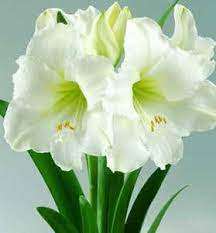 Amaryllis Hippeastrum Ludwig Dazzler Amaryllis Plant Amaryllis Flowers Bulb Flowers