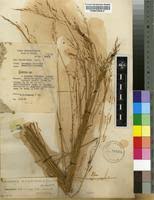 Image result for Loudetia kagerensis