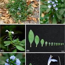 Image result for Anisotes pubinervius