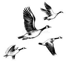Let`s learn how to draw a goose. Flying Geese Stock Illustrations 522 Flying Geese Stock Illustrations Vectors Clipart Dreamstime