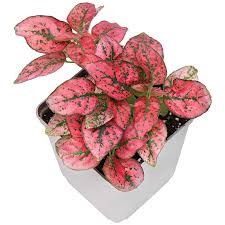 Image result for Hypoestes