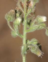 Image result for Pseudoconyza viscosa