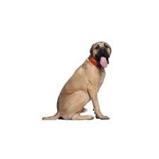 Our dogs have a pedigree and are champion dogs. Mastiff Puppies Petland Iowa City
