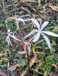 Image result for Crinum paludosum