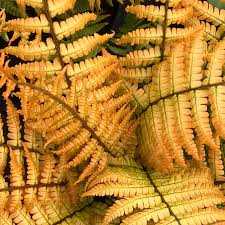 Image result for Dryopteris