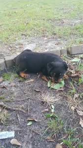 We offer rottweiler puppies for sale as either an import rottweiler puppy or one. Rottweiler S And More Fayetteville Nc Home Facebook