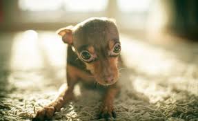 'during these periods, puppies may show fear of items, situations or people with whom they formerly felt safe,' says frensley. Fear Periods In Dogs What Puppy Owners Need To Know