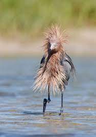 2020 Comedy Wildlife Photography Award Finalists Comedy Wildlife Photography Funny Wild Animals Wild Animals Pictures