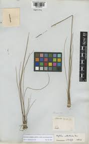 Image result for Rhytachne