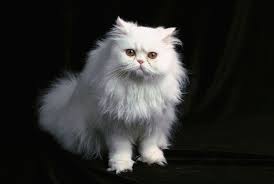 12 Most Popular Cat Breeds Popular Cat Breeds Cat Breeds Most Popular Cat Breeds