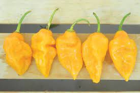The most common bell pepper is the green one, but red is actually the most ripe. Yellow Bhut Jolokia Pepper Seeds Hot Peppers Stuffed Peppers Stuffed Hot Peppers Bhut Jolokia