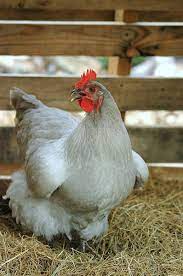 Fancy Orpington The Orpington Is A Breed Of Chicken Named After Orpington England Which Was Made Famous In Part By This Galline Galline E Pulcini Pulcini