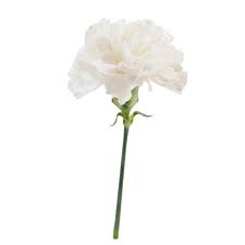 Maybe you would like to learn more about one of these? White Carnations From Albertsons In Fort Worth Tx Burpy Com