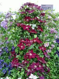 Raymond evison from raymond evison® clematis visits overdevest nurseries on a beautiful early summer morning to review varieties and look at container planti. Clematis Rebecca 1 Gal