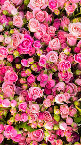 Wallpaper Iphone Boeket Bloemen Bloem Achtergrond Prachtige Bloemen
