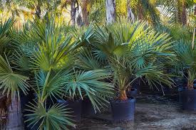 Palm trees have become a symbol of southern california. The Ultimate Guide To Growing Palm Trees In The Bay Area Flora Grubb Gardens
