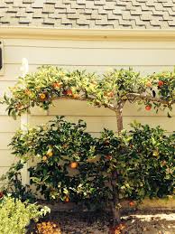 We did not find results for: Summer Pruning Of Apple Trees Ongardening Com