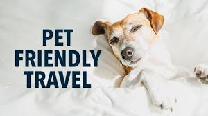 Pet Friendly Hotels Dog Friendly Hotels Orbitz Cheap Vacation