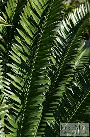 Image result for Encephalartos schmitzii
