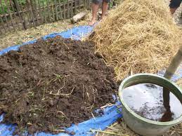 Ternak belut dalam ember merupakan alternatif bagi kawan yang ingin budidaya belut dalam lahan yang sempit dan modal. Cara Sukses Ternak Belut Asik Beternak Belajar Beternak