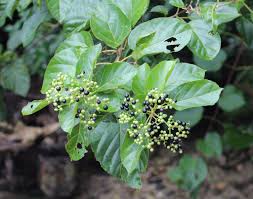 Image result for Premna serratifolia