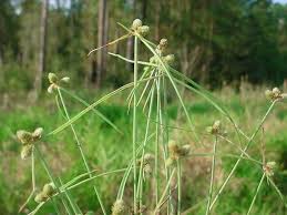 Image result for Lipocarpha