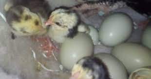 Maybe you would like to learn more about one of these? Ayam Birma Asli Bertelur Biru Hijau Lagi Trending