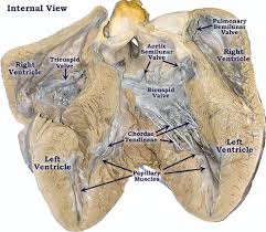 Lab 2 Pig Heart Labeled Pig Heart Vet Tech Medical Anatomy