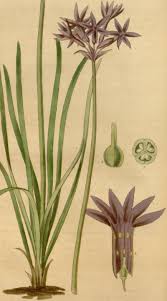 Image result for Tulbaghia alliacea