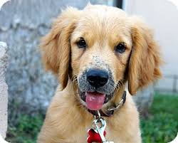 Fully trained golden retrievers in los angeles. Los Angeles Ca Golden Retriever Meet Sebastian A Pet For Adoption