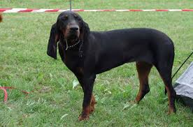 Originally used as a hunting dog, the black and tan coonhound is a quick, active dog with impressive scenting skills. Black And Tan Coonhound Information And Pictures Petguide