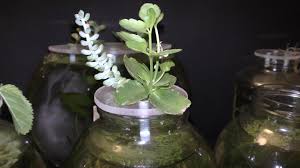 Random Bits How To Grow Kalanchoe In Water Planting Succulents All Flowers Aquarium Garden