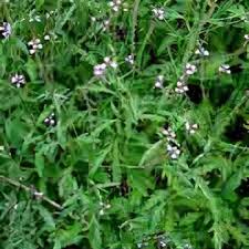Image result for Verbena officinalis
