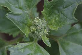 Image result for Chenopodiastrum