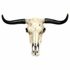 Shop.alwaysreview.com has been visited by 1m+ users in the past month Cow Skull For Sale Ebay