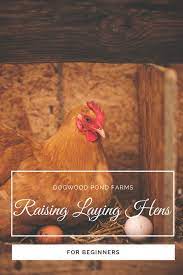 How To Raise And Care For Laying Hens In Your Backyard Laying Hens Chickens Backyard Egg Laying Hens