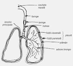 Sistemul respirator respiratia componente caile respiratorii: Respiratia La Animale Bacalaureat