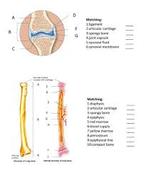 Red bone marrow produces blood cells while yellow bone marrow stores fat. D A B F G Matching 1 Ligament 2 Articular Cartilage Chegg Com