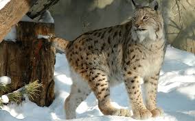 LA LINCE EUROPEA O LINCE EURASIATICA [SCHEDA E FOTO]