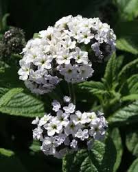 Image result for Heliotropium lineare