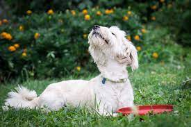 Finding the best dog proof lawn alternative without any information can be a pain. Pet Friendly Alternatives To Lawn And Garden Chemicals Animal Wellness Magazine