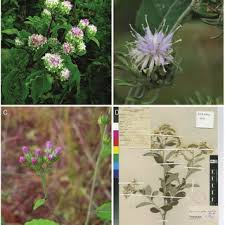 Image result for Vernonia amblyolepis