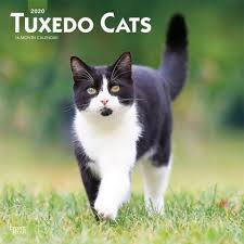 Tuxedo Cats 2020 Calendar Cat Calendar Cats Cat Breeds