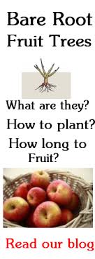 We did not find results for: Plant Search Fruit Tree Search Wholesale Tropical Fruit Strawberry