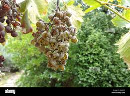 Image result for Uncinula necator