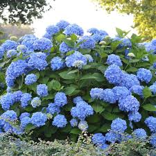 Small bugs look like brown, black, gray to white bumps on the stems of plants. Endless Summer The Original Hydrangea Plantaddicts Com