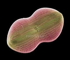 Plant cell is a photograph by biophoto associates which was uploaded on july 20th, 2014. Plant Cell Stock Photos Royalty Free Images Focused