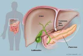 Ayurveda The Human Body 7 Signs And Symptoms Of Gall Bladder Dysfunction Ca College Of Ayurveda Gallbladder Surgery Gallbladder Bile Duct