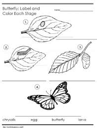 Butterfly Life Cycle Label The Stages Worksheets Butterfly Life Cycle Life Cycles Butterfly Life Cycle Lessons